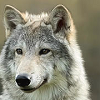 nogoldenmirror: (wolf ☽ nothing but)
