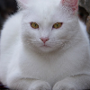 themogget: (029)