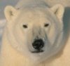 pcb: The Original Bear  (Default)