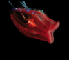 eukaryotedreams: A red comb jelly displaying iridescence. (ctenophore)