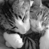 red_trillium: cats cuddling, my comfort and hug icon (cats cuddle)