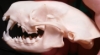 coyoteteethe: Photo of a striped skunk skull (Skull, skunk, vulture culture)