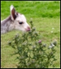 tessismad: Baby alpaca and thistle (Default)