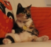chrisatola: My tortoishell cat, Suzie, sitting up like a human. There are orange cushions around her, one of which has a pattern that almost matches her fur. (Default)