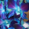 paintingwithwords: blue & purple flowers (pic#12745046)