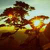 cortue: sunlight showing through trees (Default)