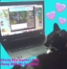 kiwisaurus121: My cat glaring at me from an angle that makes it look like she's playing the computer game runescape, on a blue background surrounded by pastel hearts (CRJ, Runescape, Socks)
