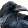 ravenbringslight: (birb)