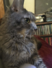 estelendur: A cat lying on the back of a sofa, looking very suave (Default)