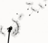 fieldofyellowdandelions: drawing of a dandelion with seeds blowing off (dandelion)