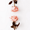 thecatmod: (Roses)