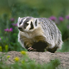 digsdigsdigs: A beautiful American badger running through a field with wildflowers. (badger)