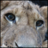meltc: close up on face of juvenile lion (Default)