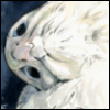 bondedgryphon: (Amused / FLOOF / WTF RU DOIN)