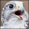 bondedgryphon: (Shocked)