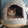 tsaiko: Orange and white cat in a shark shaped cat bed (cat in shark)