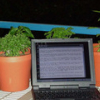hourlyprompts: A laptop next to some potted plants (Hourly Prompts Icon)