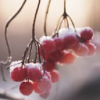 thady: (DIV  -  Winter Snow Berries)