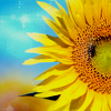 tai: bright yellow sunflower (sunflower)