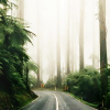 inkstone: a curving road cutting through some misty trees (winding road)
