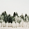 jesse_the_k: snow covered bushes in front of dark green pines (winter landscape)