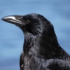 byocryptid: (Caw caw)