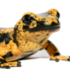 calamander: fire salamander (Default)
