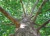 vigilantsycamore: A sycamore tree seen from below. The leaves cover most of the sky in the photo. (Default)