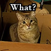 tsaiko: Brown cat in brown box staring at camera with the word "What?" above him. (what)