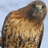bluetailedhawk: (Curious)