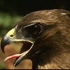 bluetailedhawk: (Tongue~)