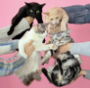 bittelitt: (kitties)