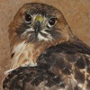 bluetailedhawk: (Kitten eyes)