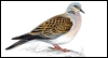 nightdog_barks: Illustration of a British turtle dove (Turtle dove)