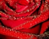 theblackrose16: (pic#1280313)