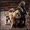 ostro_goth: (z Cats -- gang)
