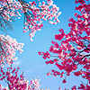 anlashenqua: Branches with pink-ish flowers set against a crisp blue sky (Pink flowers against blue sky)