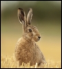 thebluehare: (pic#12811708)