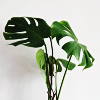merit: (Plant)