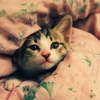 rowanberry: (bedhair kitten)