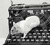 hamsterwoman: (hamster on a typewriter)