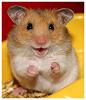 hamsterwoman: (hamster -- happy)