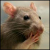 hamsterwoman: (rat -- oh my)
