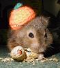 hamsterwoman: (occasion -- hamster halloween)