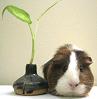 hamsterwoman: (rodent -- zen guinea pig)