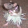 hamsterwoman: (rodent -- hawaiian rat)