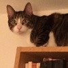 cygna_hime: a grey tabby cat sitting atop a bookshelf (purrcy)