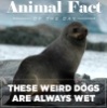 theolorenz: image of a seal captioned "Animal fact: these weird dogs are always wet" (weird dogs)