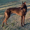 alithea: photo of black hound on frosty grass (Wilbur hound)