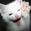 jaxomsride2: kittie paw (Rawr)